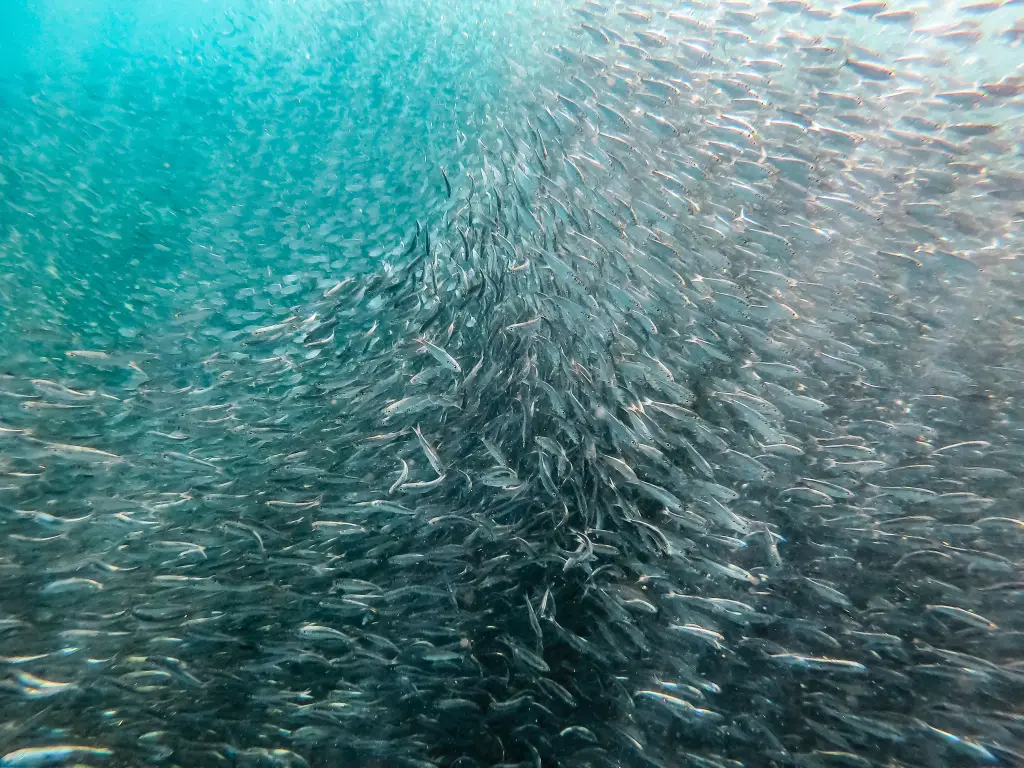 France’s sardine shortage: The African story no one is telling